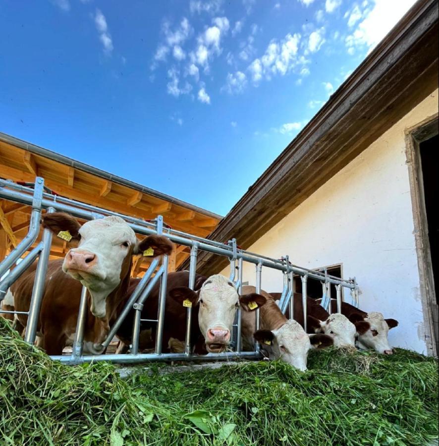 Landgasthof Blasini - Pfahlhof Zandt Екстер'єр фото